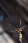 Redstem stork's bill